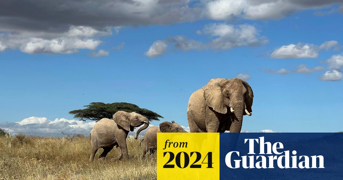 Elephants call each other by name, study finds