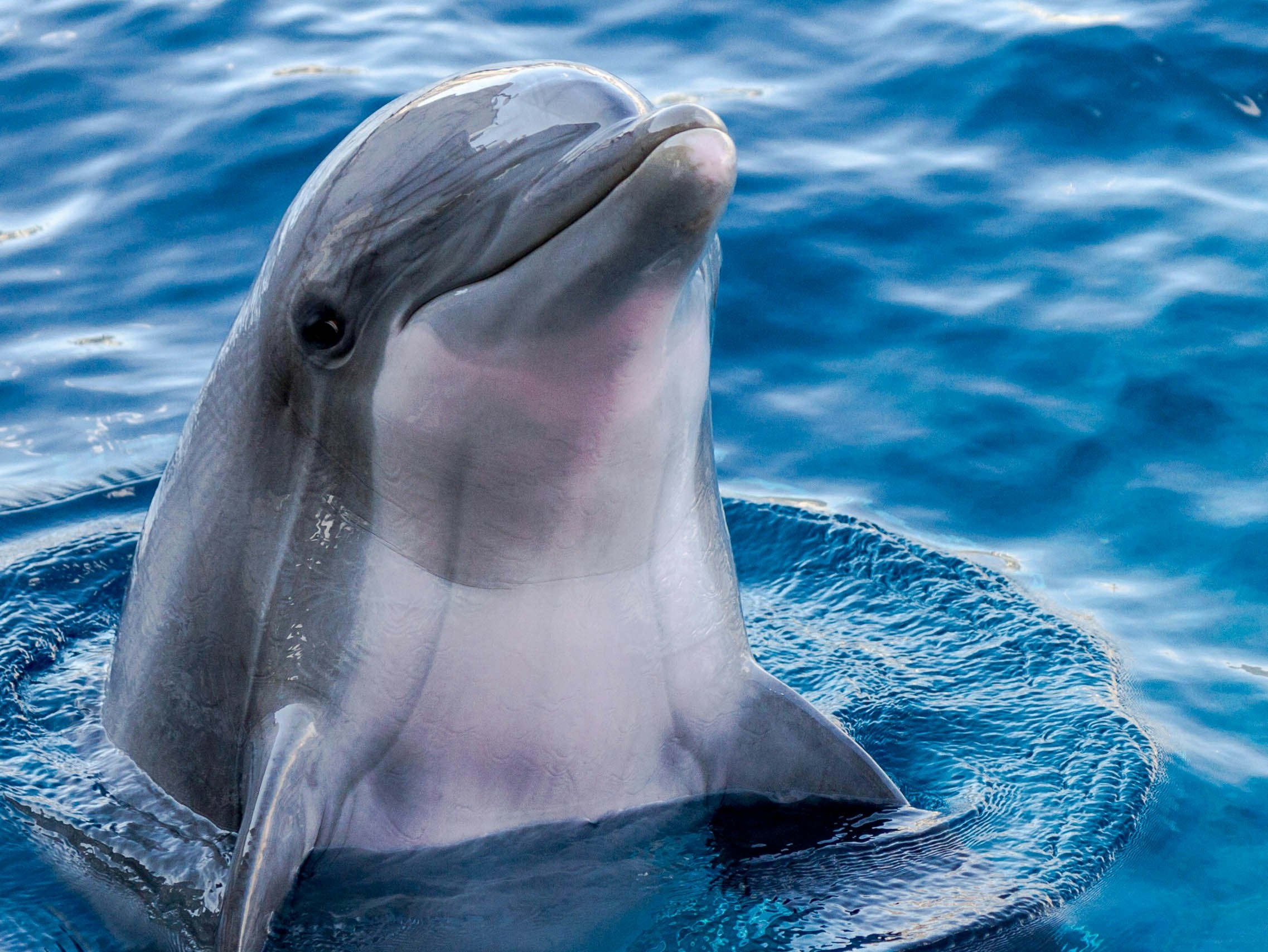 DolphinGemma: Google AI model understands dolphin chatter