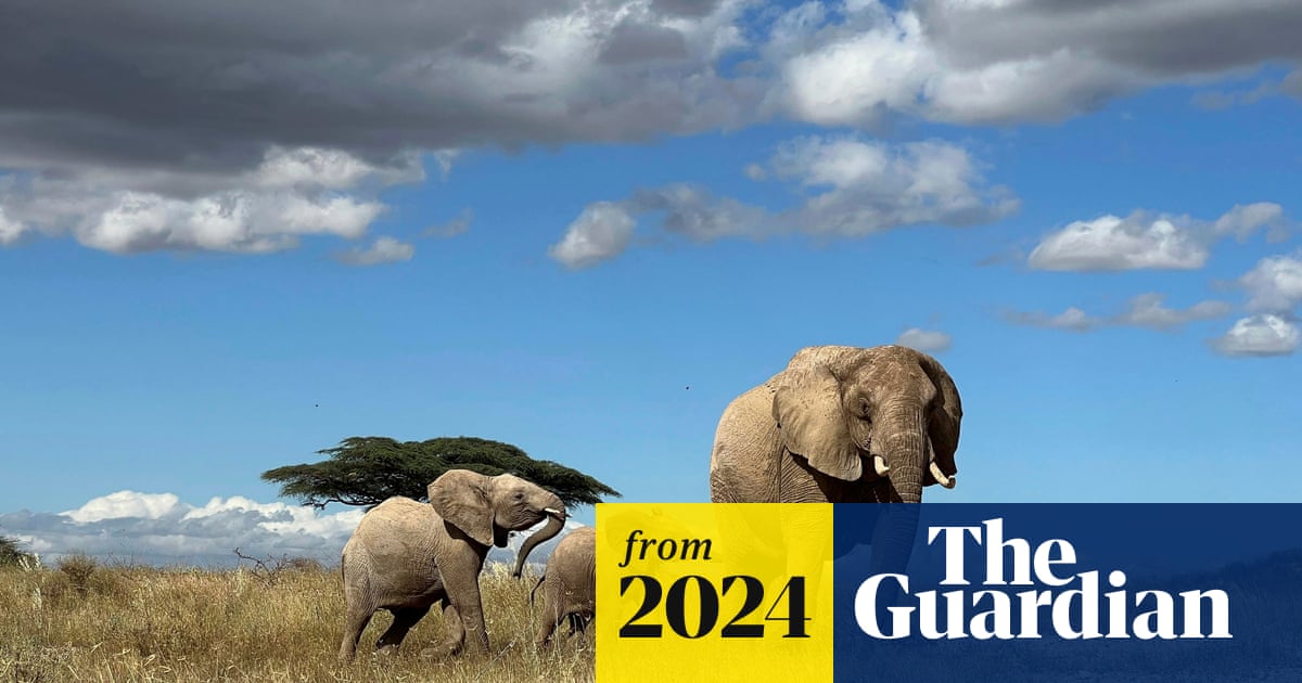Elephants call each other by name, study finds