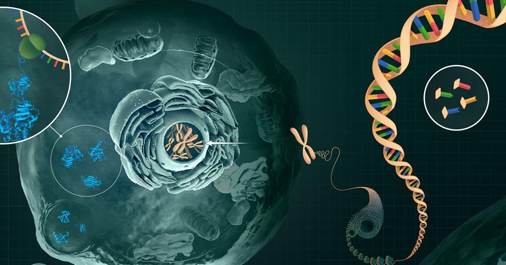 AI inspired by AlphaFold can predict chromatin structures found in chromosomes