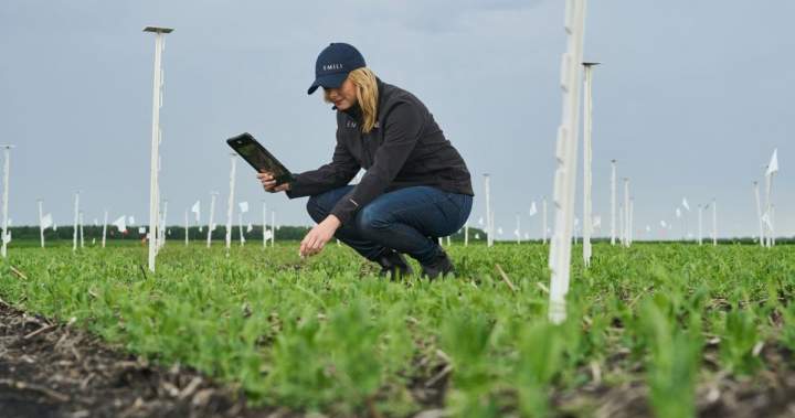 How artificial intelligence could help make farming more efficient and sustainable | Globalnews.ca